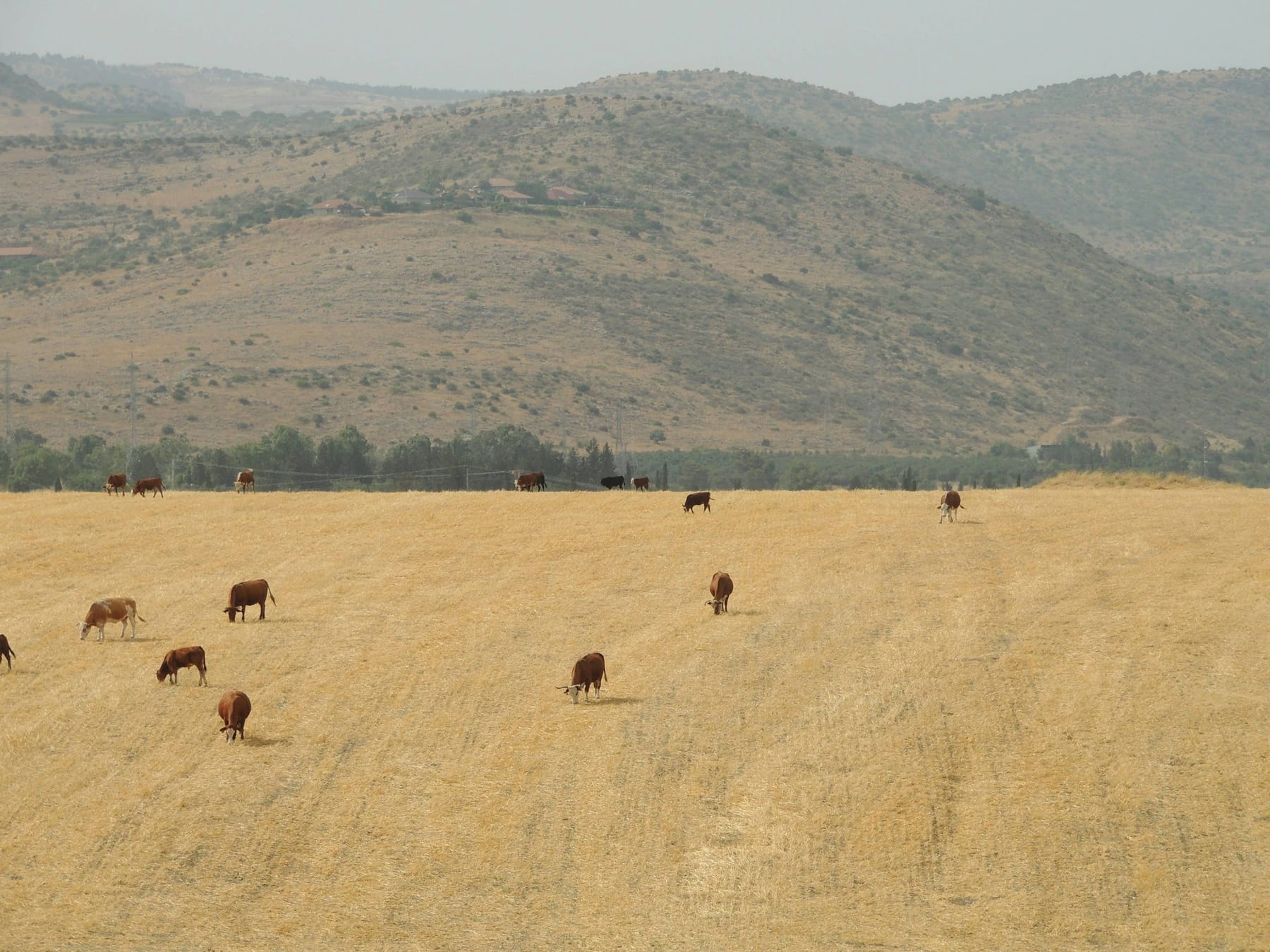 Cattle grazing across a dry grass field, with bare foothills rising behind them.