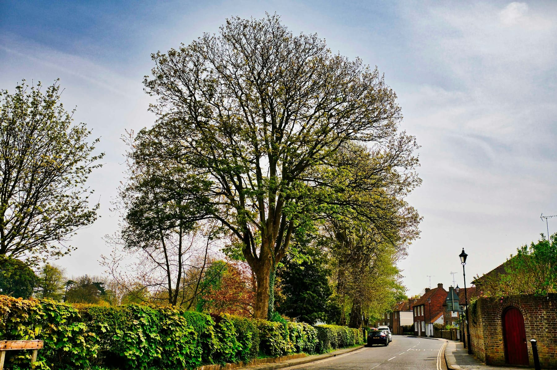 A large mature broadleaf tree seen whole from the road, its crown structure visible against a pale sky.