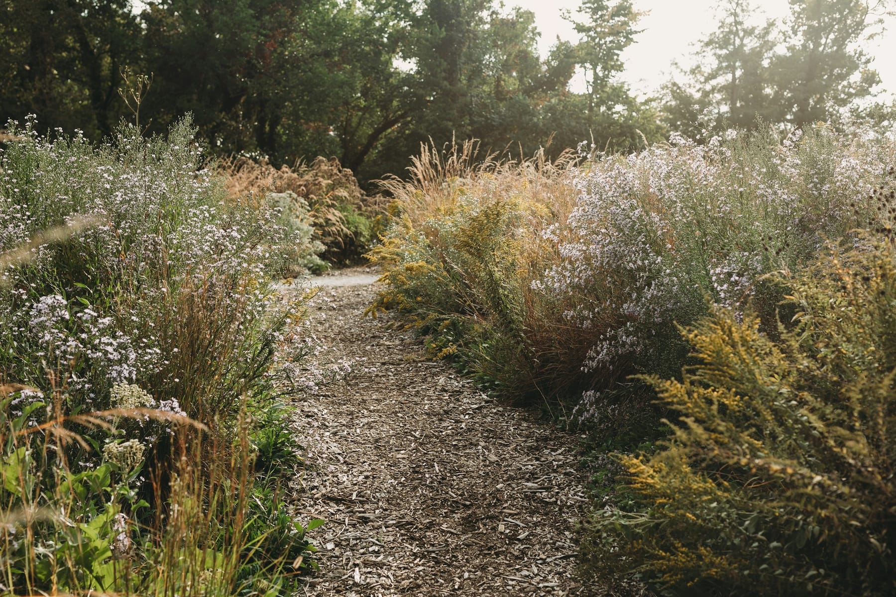 A gravel path running between low silver-grey shrubs and dry ornamental grasses, with trees behind.